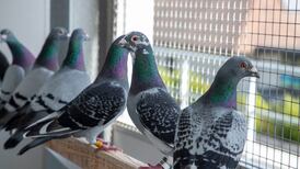 Birds escape cull after High Court lifts order suspending pigeon racers