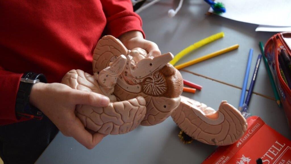 Children at Holy Trinity National School did a workshop on the physical changes in the brain when a new skill or knowledge is mastered, which neuroscientists call “neuroplasticity”. The fixed mindset sees intelligence as unchanging from cradle to grave; the growth mindset sees intelligence as a malleable attribute that can grow through effort and persistence