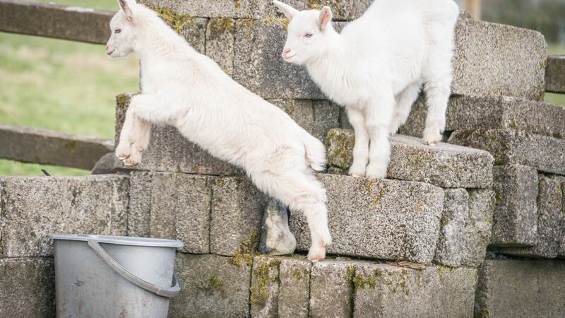 The twin Geeps named This and That in Murneen, Claremorris, Co Mayo. Photograph: Keith Heneghan