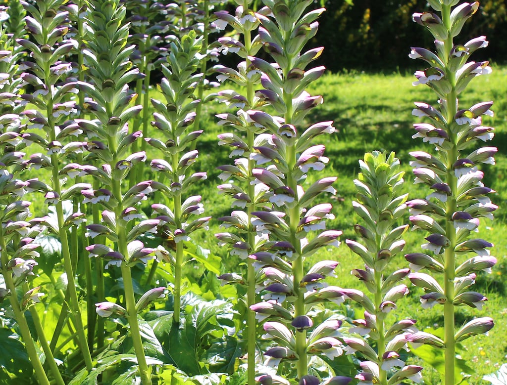 Conventional weedkillers will not get rid of your acanthus plant unless repeatedly applied over a long period of time