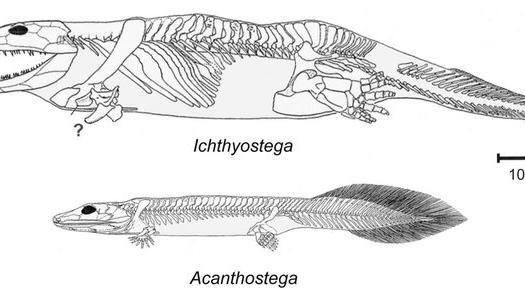 The Acanthostega and Ichthyostega were early landwalkers, tetrapods, which could walk on land but also swim efficiently. The fossilised footprints discovered in Poland suggest this type of creature may have lived 18 million years before these animals.