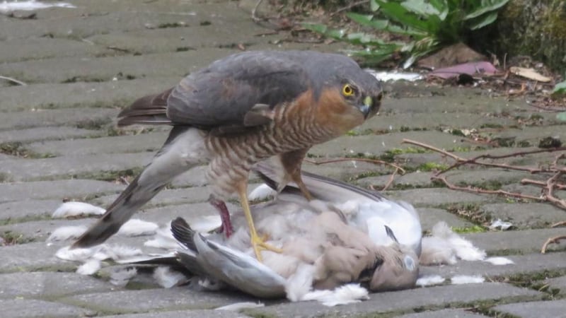 Eye on nature: Rosaleen Fleming’s photograph of a sparrowhawk eating a pigeon that it caught midflight