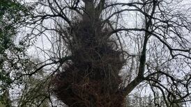 What causes a ‘belly’ of twigs on the trunk of trees? Readers’ nature queries