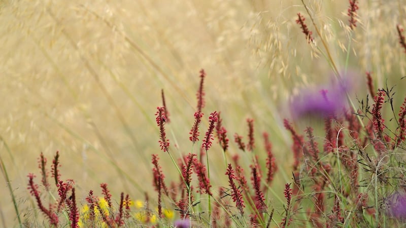 Scarlet-flowered persicaria blooming beneath a haze of golden Stipa gigantea Photograph:  Richard Johnston