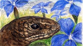 The trouble with terrapins and two wild reptiles living in Ireland