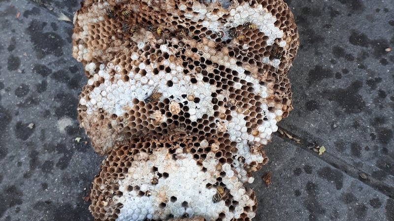 Wasps’ nest