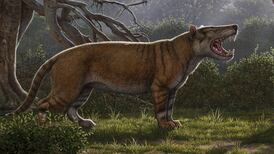 Fossil of carnivore with teeth the size of bananas discovered