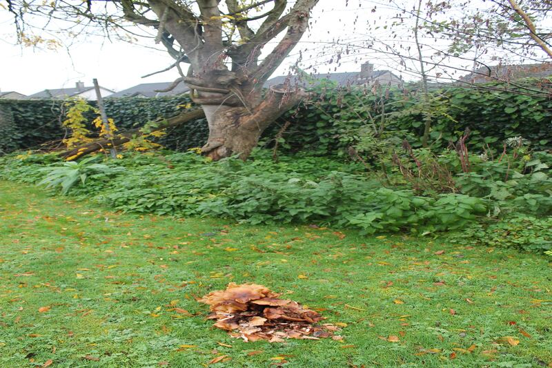 Honey fungus/bootlace fungus. Photograph supplied by Cáit Ní Cheallacháin