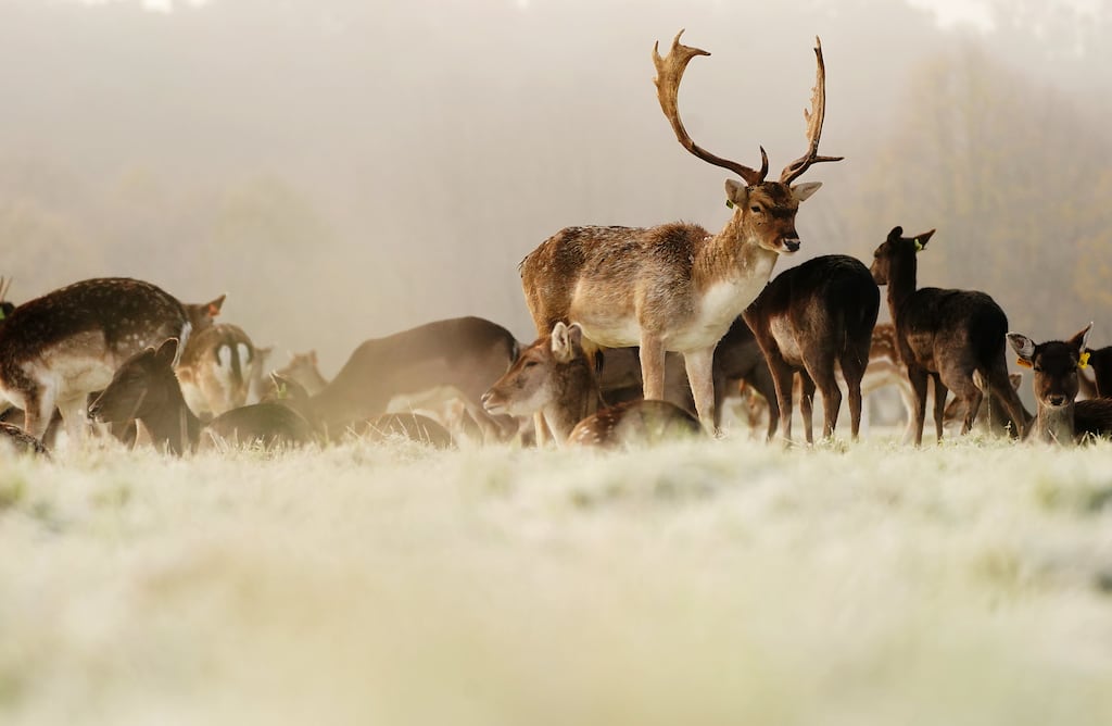 Cold air will descend on Britain and Ireland with parts of Scotland and northern England getting heavy falls of snow. File photograph: Deer in Dublin's Phoenix Park