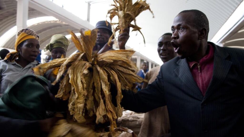 Tobacco farmers in Harare protest during an auction on the first day of Zimbabwe’s marketing season earlier this year, as prices for the country’s biggest agricultural export plunged. Photograph: Jekesai Njikizana/AFP/Getty Images