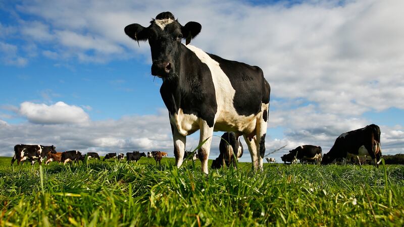 Cow graze in a pasture at a dairy farm operated by Van Diemen's Land Co. in Woolnorth, Tasmania, Australia, on Monday, May 30, 2016. Tasmanian-branded exports to China have soared 37 percent since a 2014 visit to the state by China's President Xi Jinping bolstered trade ties. Photographer: Brendon Thorne/Bloomberg via Getty Images
