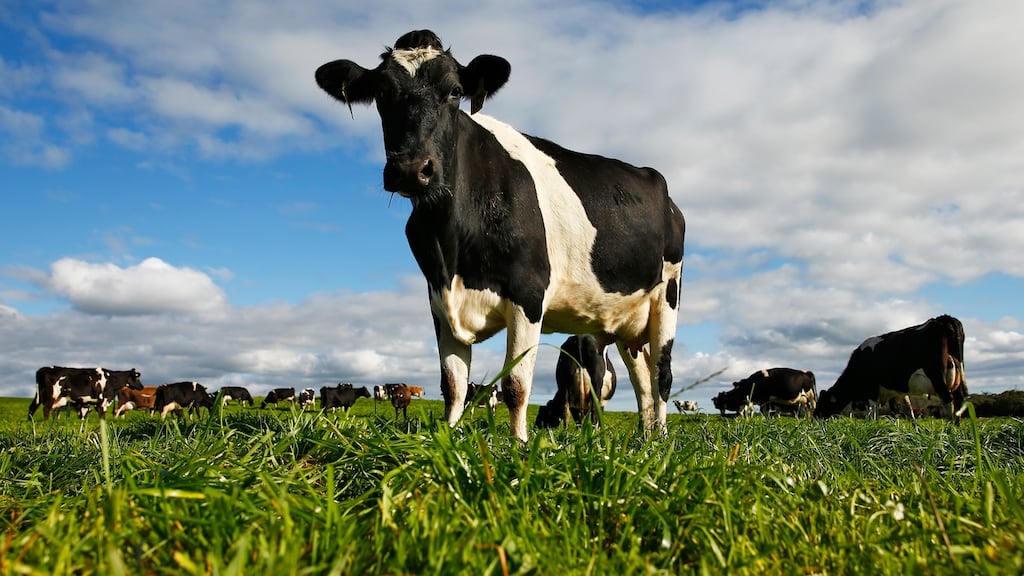 China has launched an  investigation into dairy imports from several EU countries, including Ireland. Photograph: Brendon Thorne/Bloomberg via Getty Images