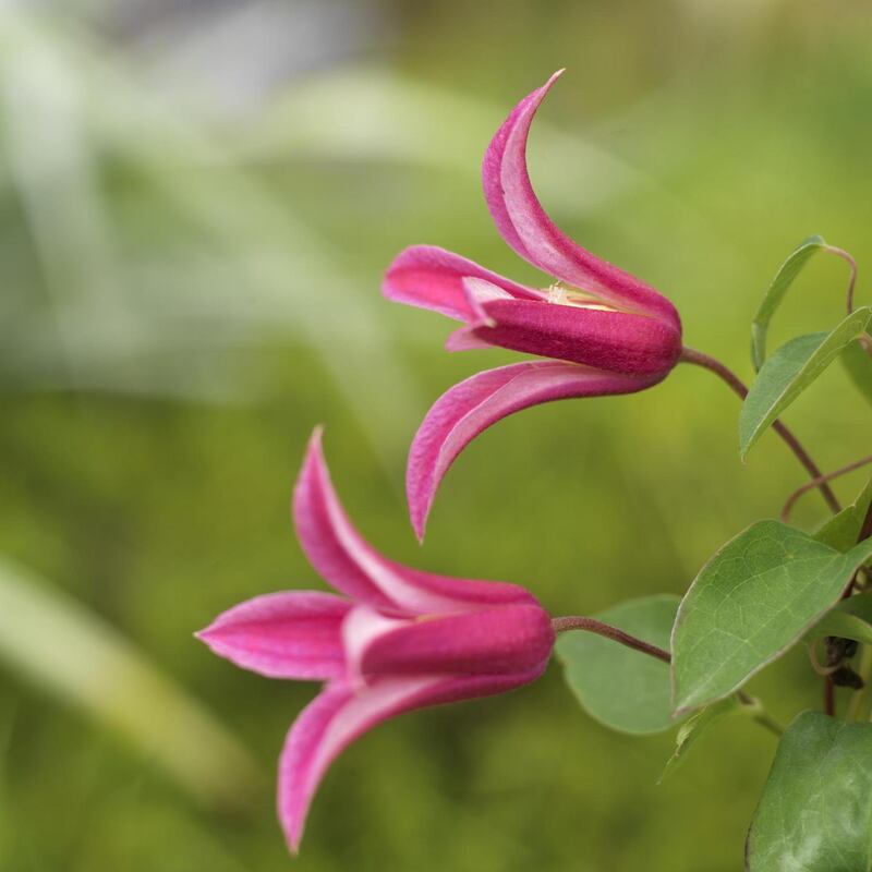 Clematis texensis ‘Princess Diana’. Photograph: Richard Johnston