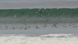 Eye on Nature: Your notes and queries for Ethna Viney