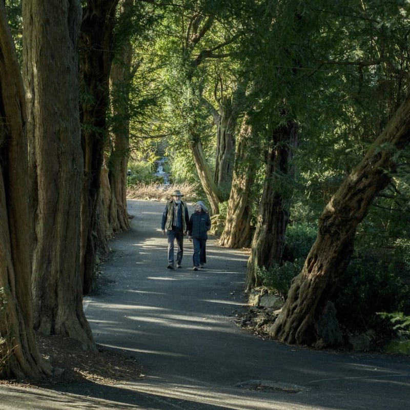 Go for a walk in the Botanic Gardens in Dublin, ideally in the sunshine. Photograph: Brenda Fitzsimons