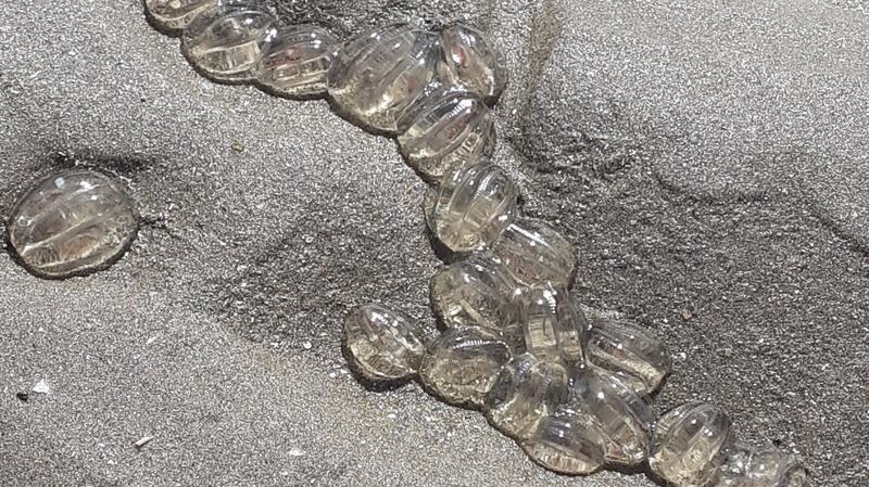 Sea gooseberries, also known as comb jellies