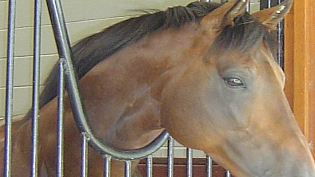 Thoroughbreds are pampered to a level many humans might envy, but they are  not pets. File photograph: Wikicommons