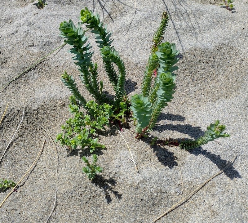 Sea sandwort. Photograph supplied by Oskar Bukolt