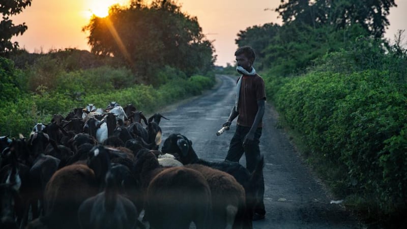 Calvin Klein Obsession: a goatherd outside Loni, in India. Photograph: Bryan Denton/NYT