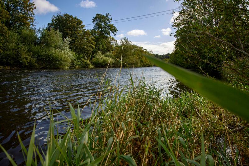 The Blackwater near Mallow. The fish 'were basically suffocating. It was a terrible sight.' Photograph: Daragh Mc Sweeney/Provision