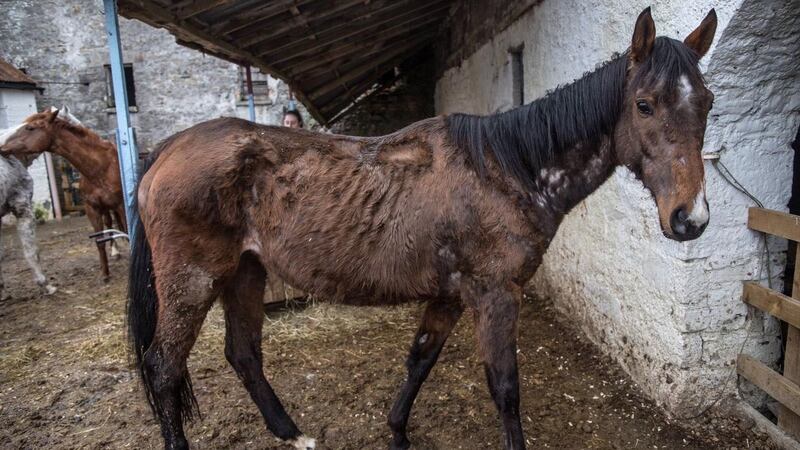 The thoroughbred horse was emaciated, with its ribcage showing, and in such poor condition euthanising the animal was considered.
