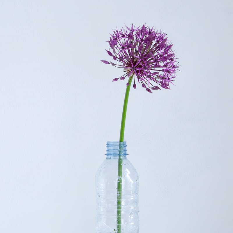 Stories from my Kitchen Table: Purple allium. Photograph: Liza Cauldwell