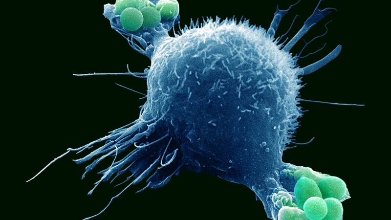 Macrophage engulfing bacteria as part of the immune system’s response to infection. Photograph: Getty Images