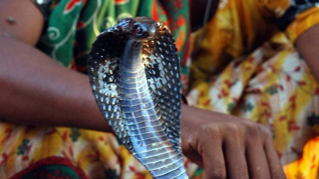 A snake charmer with a cobra. The dead man had “multiple separate bites” on each arm, and the bites showed no evidence that he tried to pull away from his pet cobra
