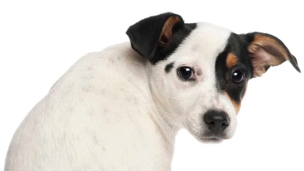 Over the course of this pandemic, I’ve seen an awful lot of dog life. Photograph: iStock/Getty