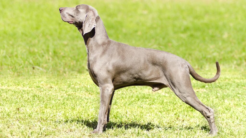 A generic photograph of a Weimaraner dog, not the dog that was involved in the case.