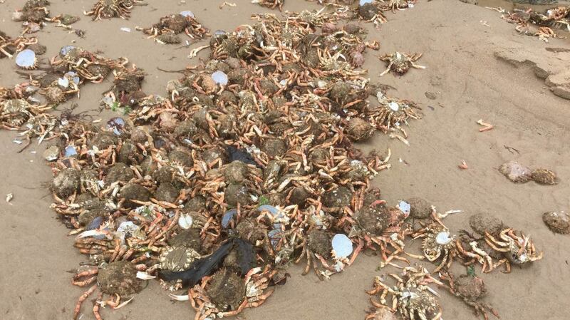 Eyes on nature: the dead crabs that Claire Tyrell saw on the beach at Cahore, in Co Wexford