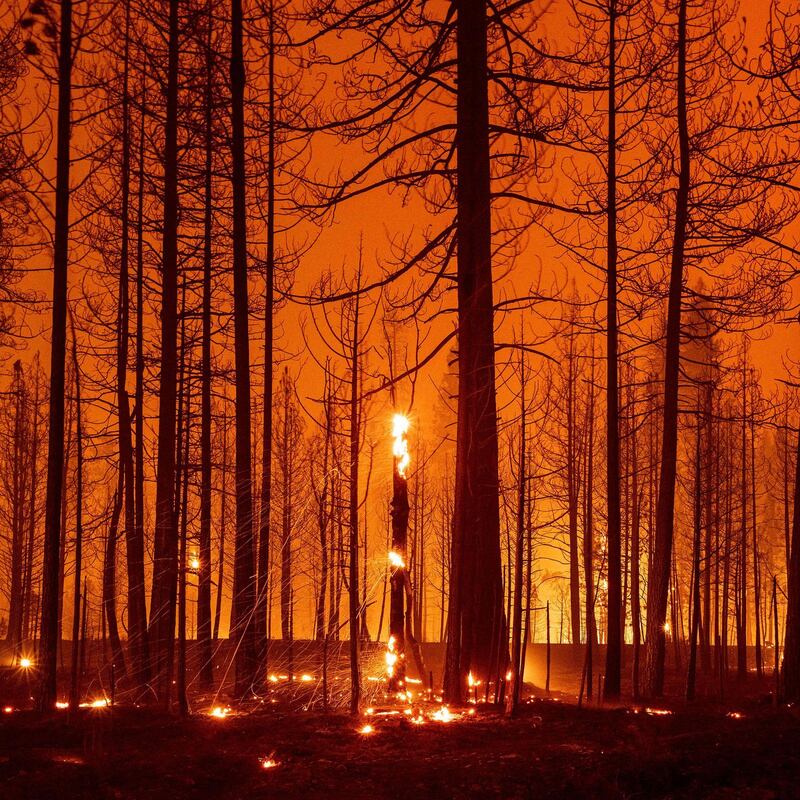 Global heating: trees caught in the Dixie fire in California this month. Photograph: Josh Edelson/AFP via Getty