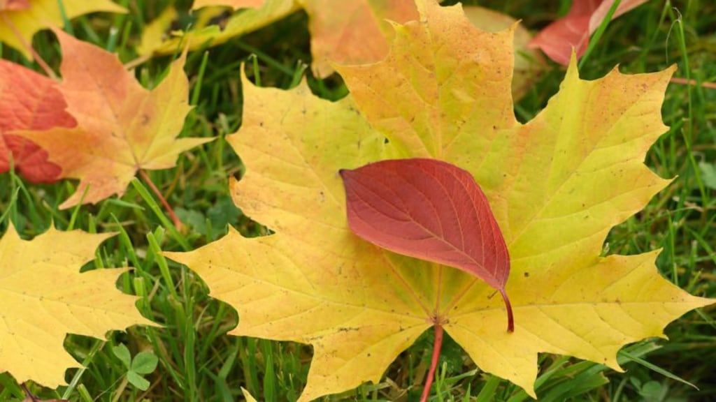 ‘What, for you, are the quintessential smells of autumn? The musty whiff of fallen leaves? The sweet fungal odour of gently decaying foliage?’ Photograph: Richard Johnston