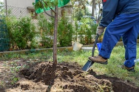 Gardening: Step-by-step guide to moving trees and plants