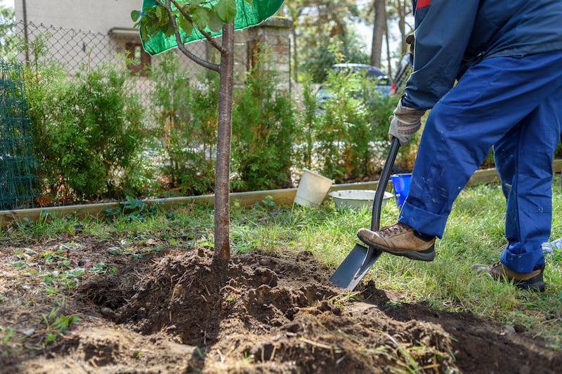 Gardening: Step-by-step guide to moving trees and plants