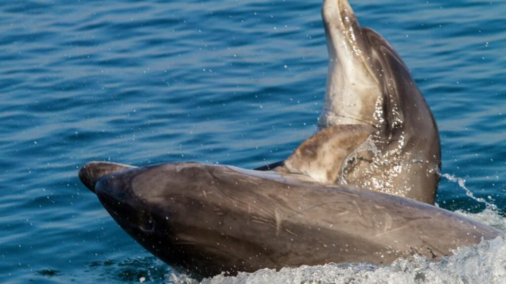 Bottlenose dolphins Sandy and Clet play off the Aran island of Inis Oírr. Clet came up from from Dingle, arriving last Monday. Photograph: Cormac Coyne