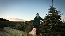 More people are pining for a real Irish Christmas tree, say growers