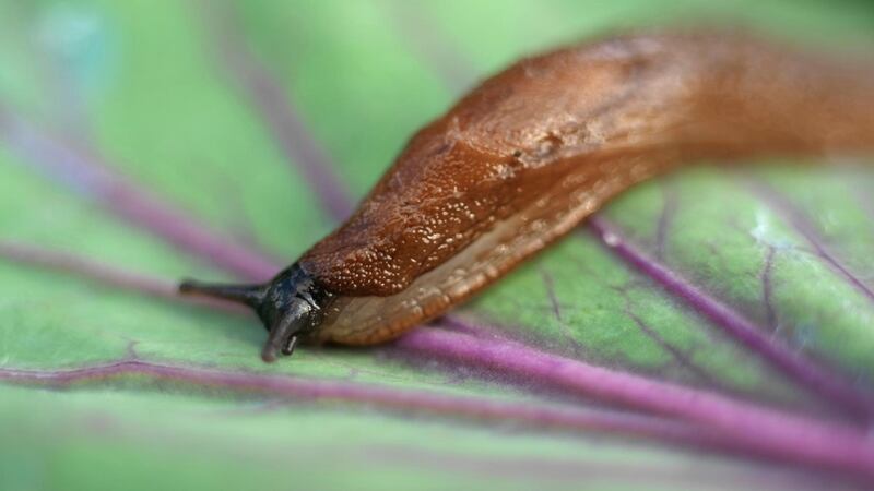 Slug feeding on a garden plant