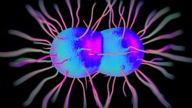 Can mouthwash repel gonorrhoea? Trials show positive results