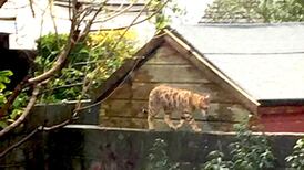I saw a superposh cat on my garden wall. What was it? Readers’ nature queries