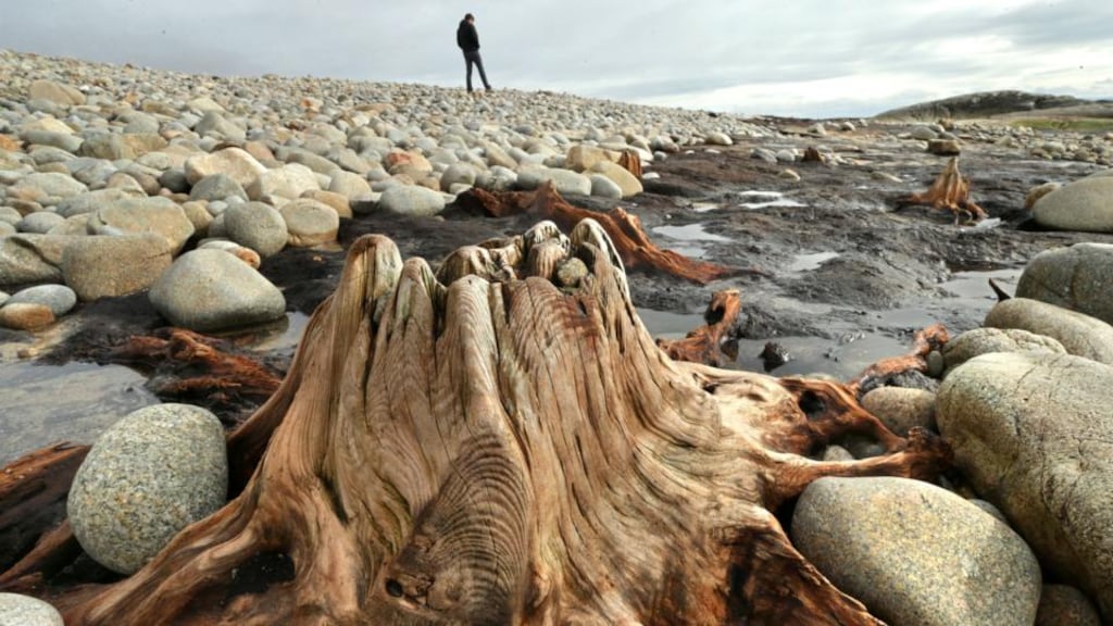 The stump of a 7,500-year-old tree at a drowned forest site exposed by storms at Spiddal, Co Galway. Photograph: Joe O’Shaughnessy