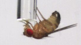 Fruit fly helps scientists identify gene linked to humans’ alcohol consumption