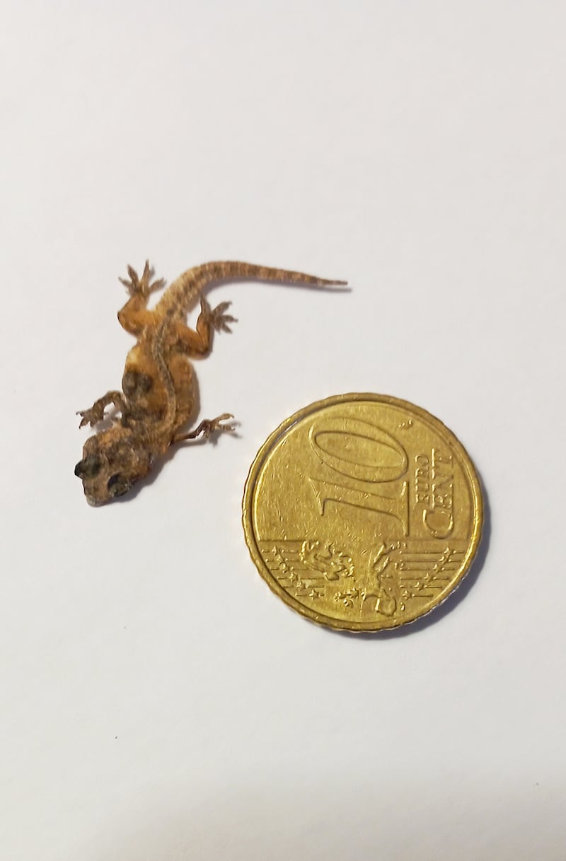 Gecko. Photograph: Marie Fitzgerald