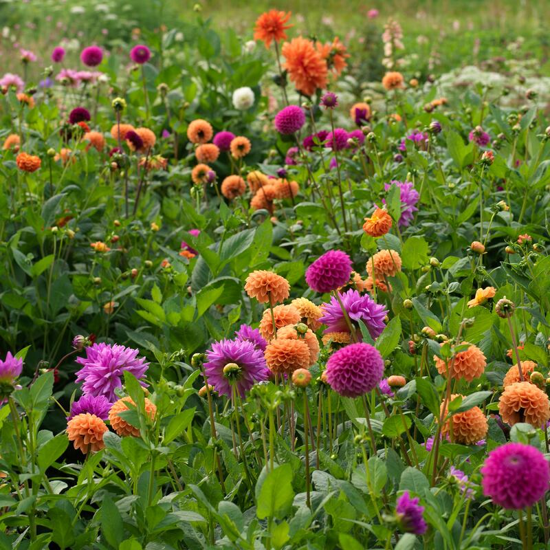 Dahlias growing in an Irish garden. Photograph: Richard Johnston