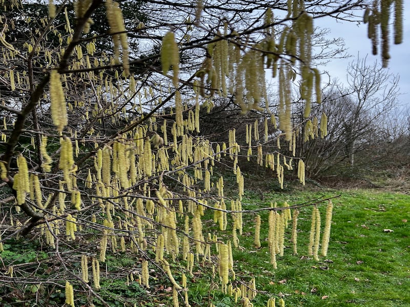 Catkins on a hazel tree. Photograph: Faith Lynch