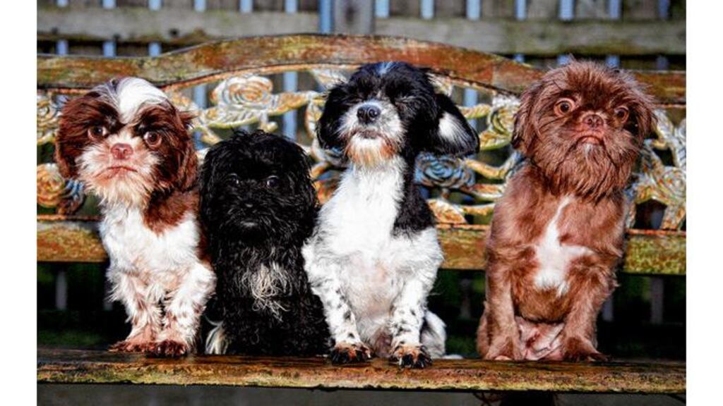 Some of the more than 140 dogs rescued from a Leitrim property where they were living in deplorable conditions