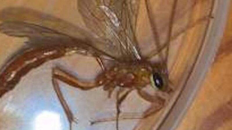 An ichneumon Ophion luteus which bit a reader’s friend