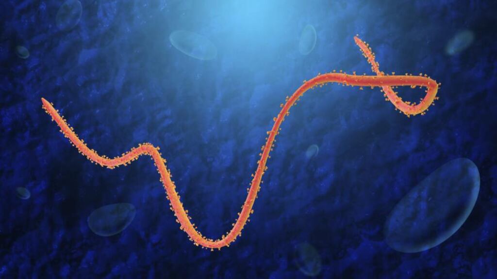 Computer-aided rendering of Ebola virus. Illustration: Thinkstock