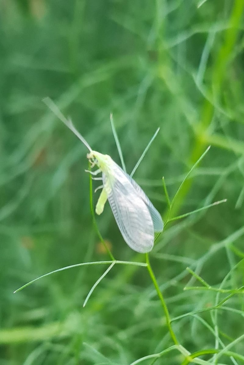 A green lacewing. Photograph: Sean Smith