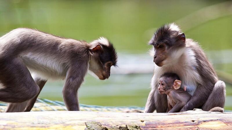 The newly arrived white crowned mangabeys can be seen out and about in the African Plains section of Dublin Zoo.